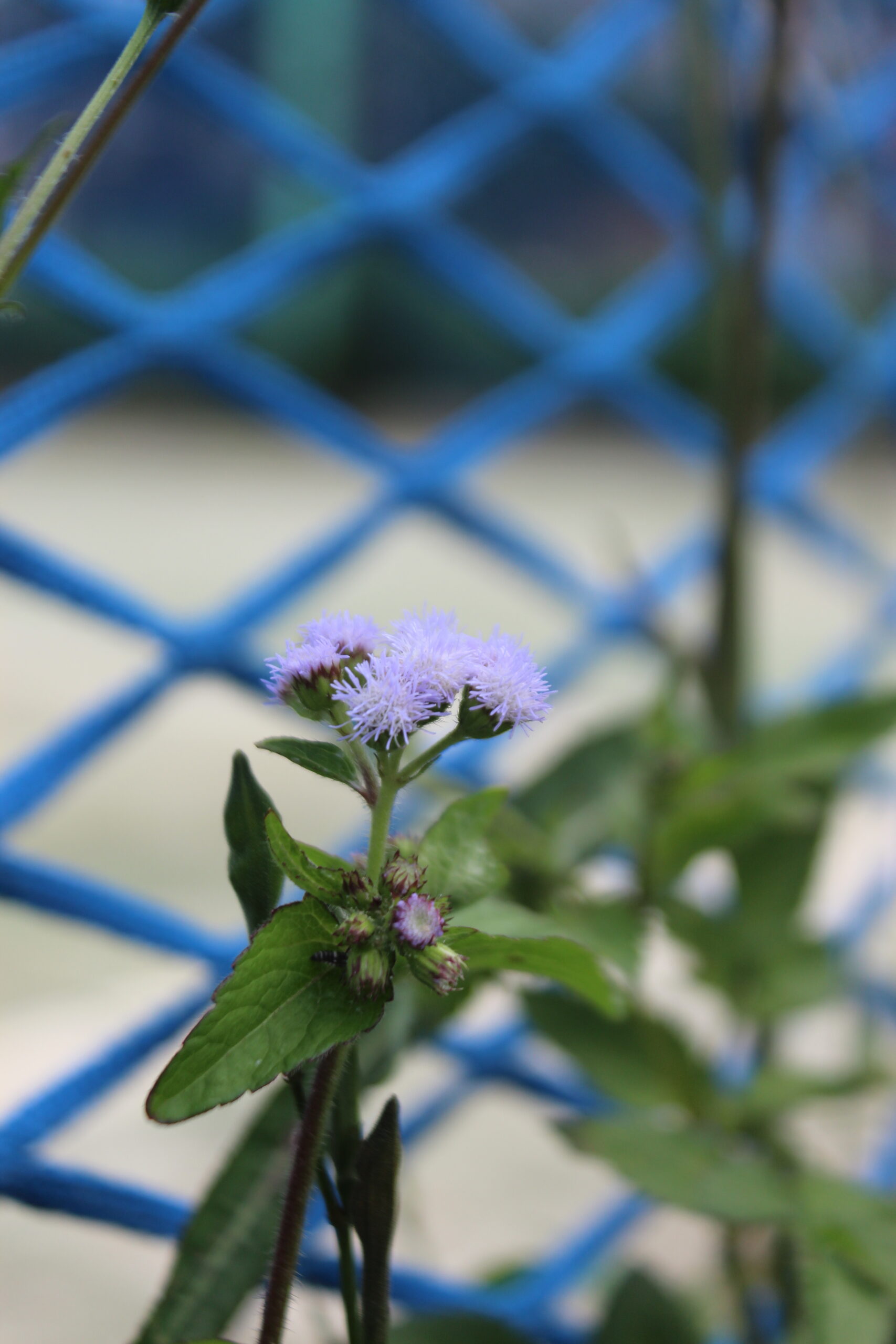Ageratum conyzoides botanical reference
