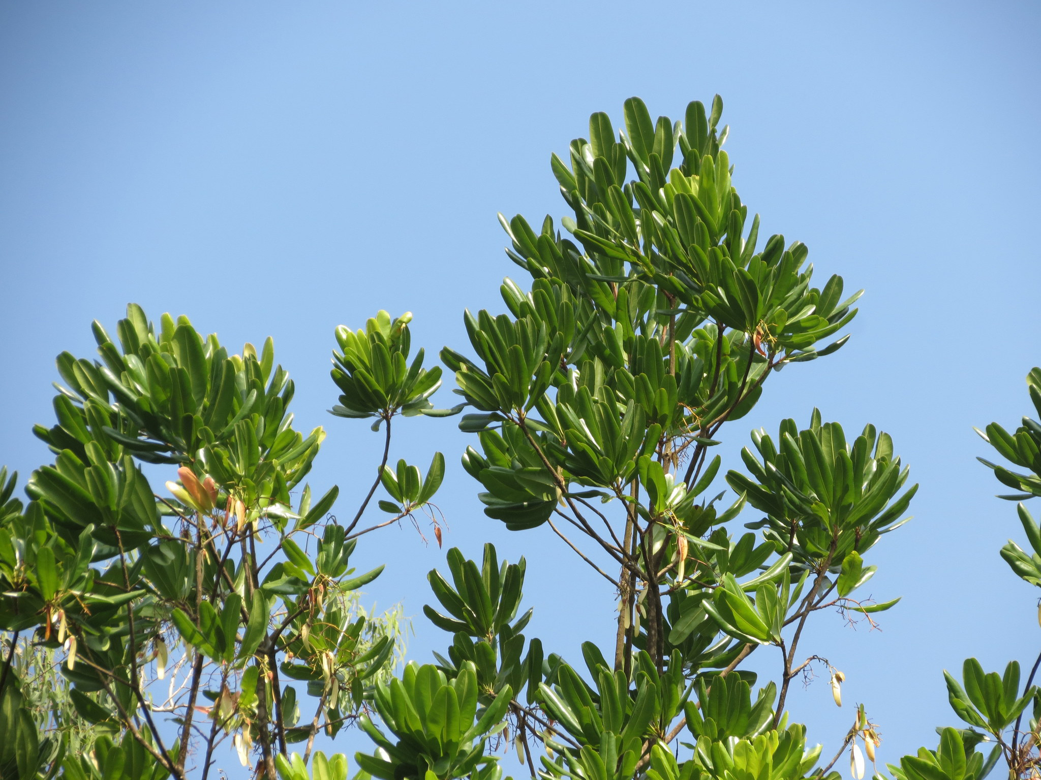 Lophira alata botanical reference